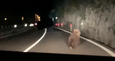 Il video di un nostro lettore: l’orso sulla statale, al Bus de Vela