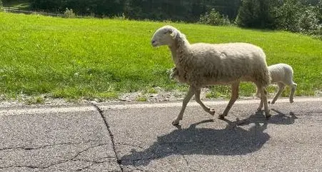 La favola di Fortunata, 100 km per ritrovare il gregge: li ha percorsi col suo agnellino per raggiungere gli alpeggi in Val Formazza