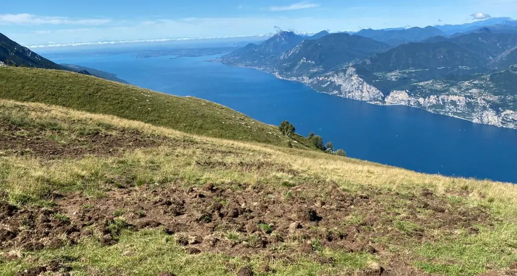 Cinghiali, l’allarme del Comune di Avio: «Ora basta, la loro presenza non può più essere tollerata»