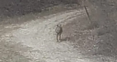 Galline e caprioli morti, indizi (ed una foto) sul lupo alle porte di Trento nella zona di San Rocco di Villazzano