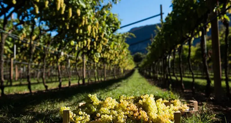Quando la Nosiola si fa Vino Santo: la manifestazione che affascina nella Valle dei Laghi, tra degustazioni e cultura