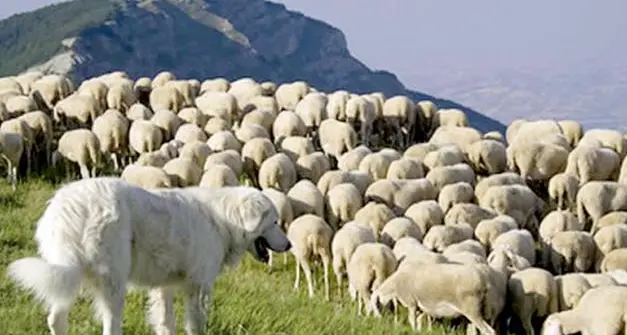 Cani da guardiania, un corso per conoscerli e gestirli al meglio