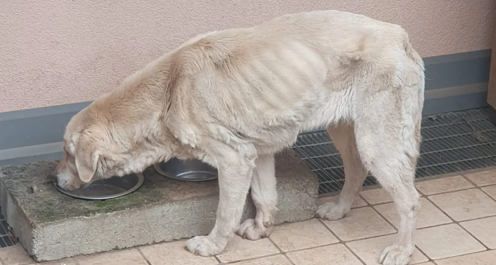 Gli animalisti: abbiamo cercato di salvare Sheila, ma il proprietario l’ha fatta uccidere