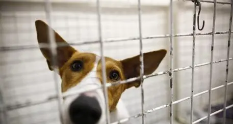Vicenza: finisce in canale e muore, a dare l'allarme il suo cane