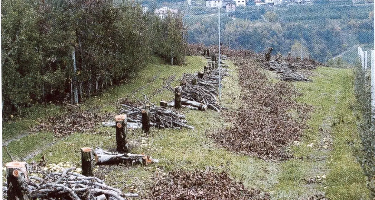 Agricoltura, preoccupa l'avanzata dello scopazzo dei meli, la Fem vigila nei campi