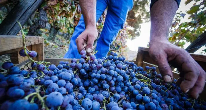 Vendemmia in Trentino-Alto Adige: produzione in crescita del 9%, qualità delle uve oltre le attese