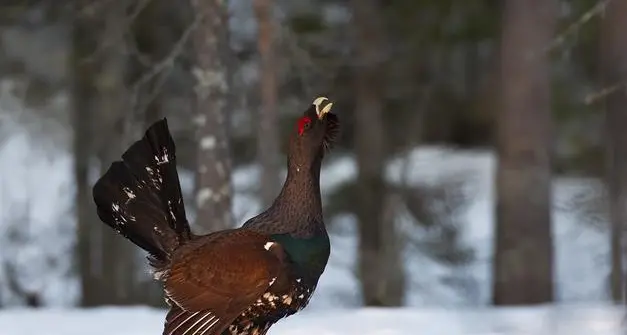 Riabilitato il gallo cedrone “confidente”, era diventato virale: i selfie e i video, tra cui quello con Dorothea Wierer