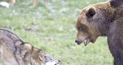 Fugatti e Kompatscher a Bruxelles, pressing sui grandi carnivori: “Serve una svolta”