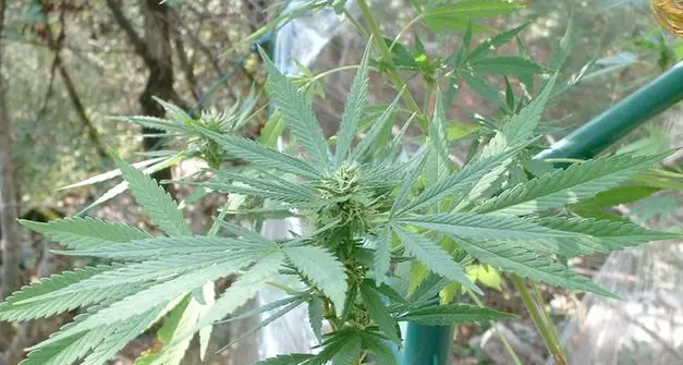 Piantagioni e 8 chili di marijuana, arrestato dalla Finanza: se venduta la droga avrebbe fruttato 80mila euro
