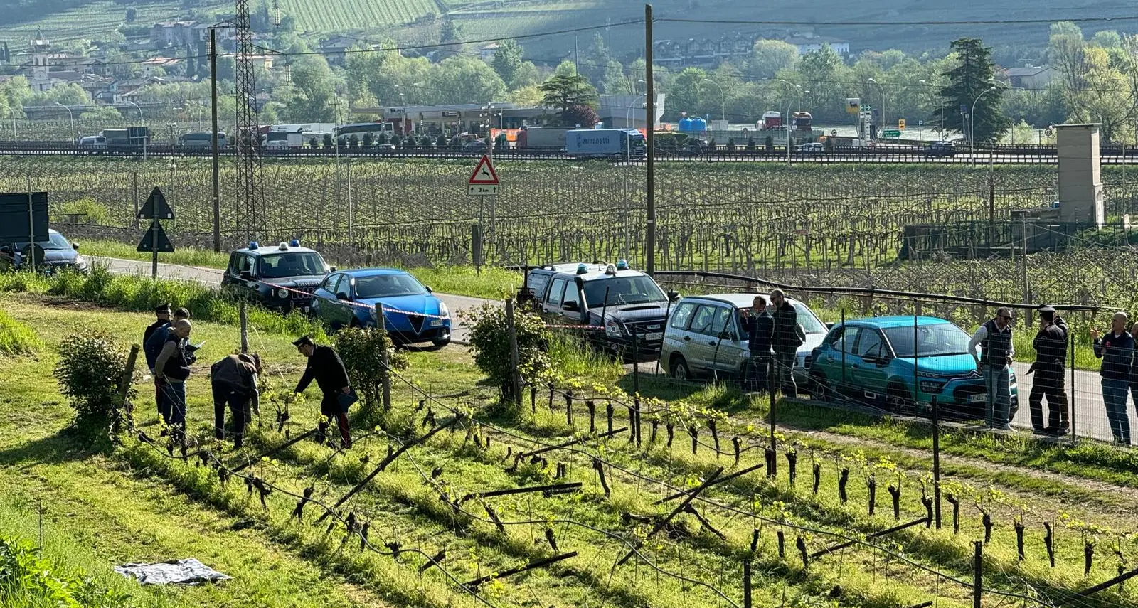 Viti tagliate ai cugini di Fugatti, il messaggio per la gestione degli orsi, solidarietà da Soini e Molteni