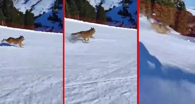 Fiemme: lupo inseguito da uno sciatore, Codacons presenta un esposto alla Procura