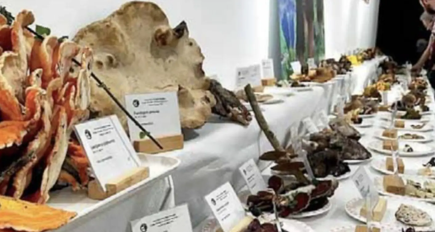 Sempre più interesse per i funghi: boom di iscritti al corso del gruppo “Bettini” di Pergine