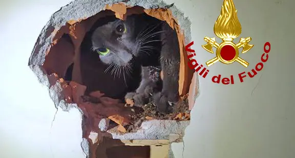 Padova: un gatto resta incastrato nella canna fumaria, i pompieri lo salvano