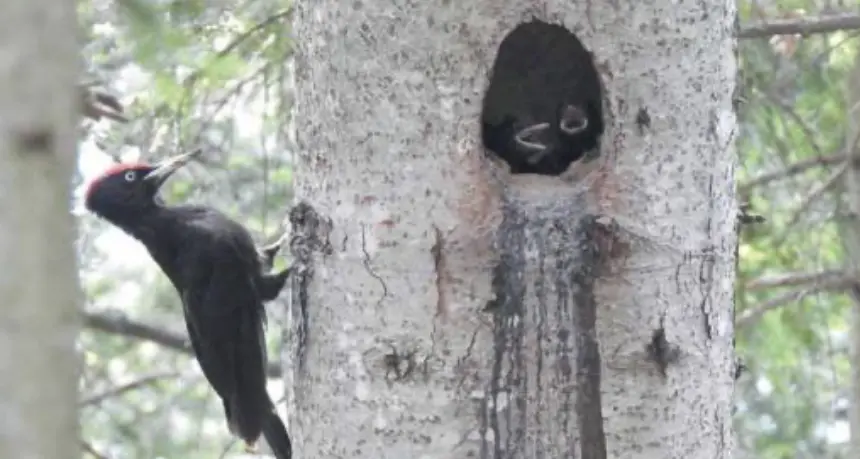 Parco di Paneveggio, ai picchi neri il bostrico non fa paura