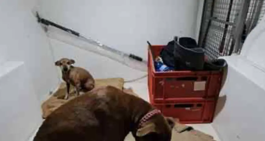 Incidente a Prato allo Stelvio, i vigili del fuoco salvano i 2 cani chiusi nel camper