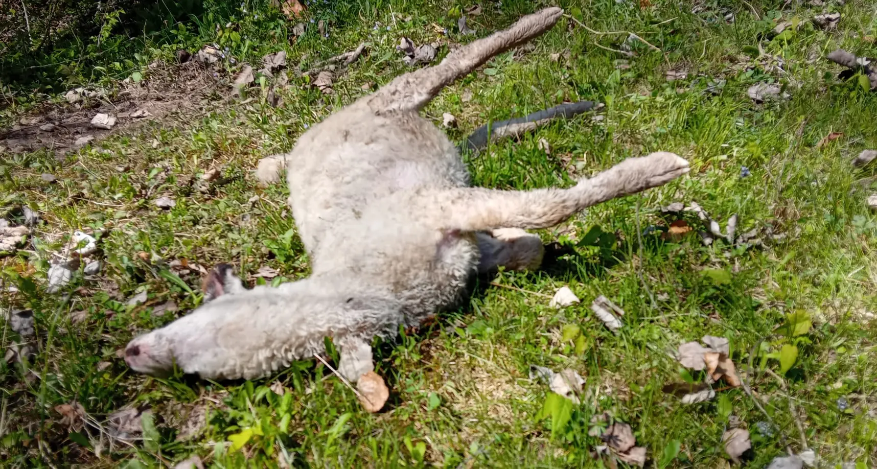 Attacco dei lupi e strage di pecore: decine di animali uccisi in una sola notte