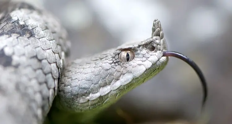 Tutti i segreti di serpenti, rettili e anfibi del Trentino in una serata con il Muse: da quelli estinti a quelli scomparsi e ritornati
