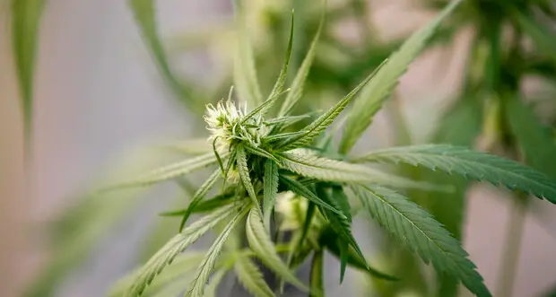 Pubblicato l'avviso per la coltivazione di cannabis terapeutica: cosa c’è da sapere