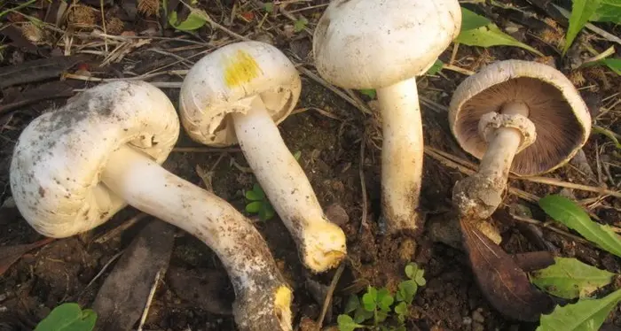 Funghi velenosi, 10 persone intossicate in provincia di Verona