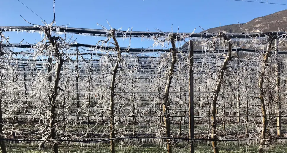 La gelata nelle campagne di Lavis nella foto di Alberto Zanolli