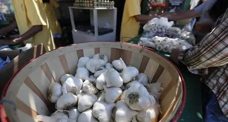 Fa il condimento per la pasta con un fiore di montagna, morto avvelenato