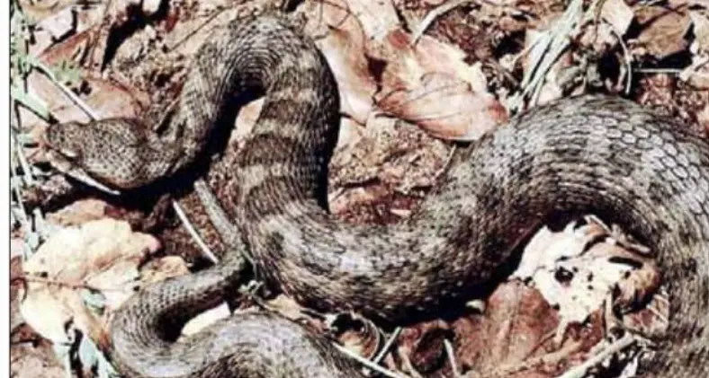 Morsicato da una vipera nei campi davanti a casa, in rianimazione