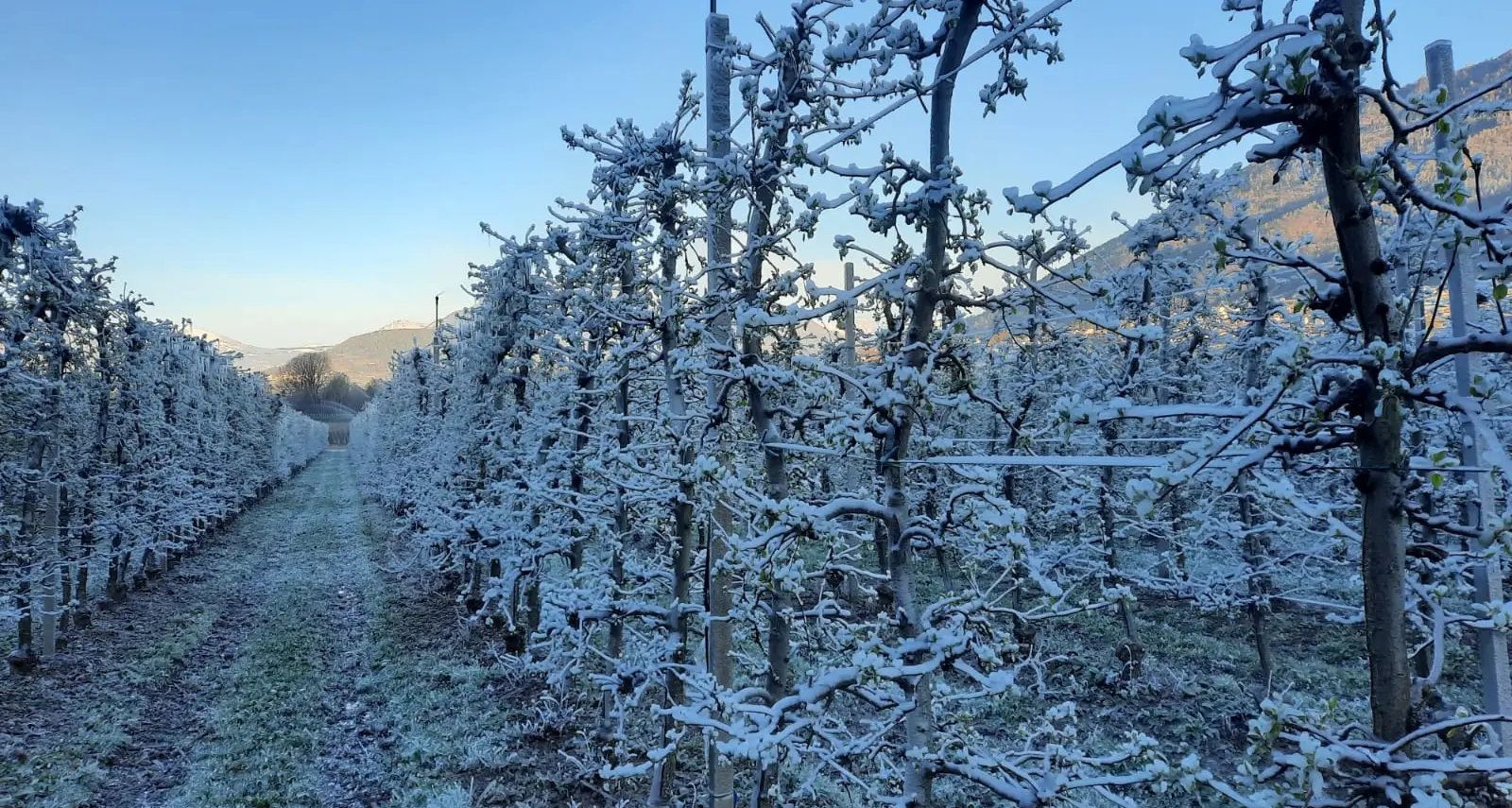 Notti di gelo nei campi, attivati gli impianti antibrina, e i fiori di ghiaccio imbiancano alberi e fiori