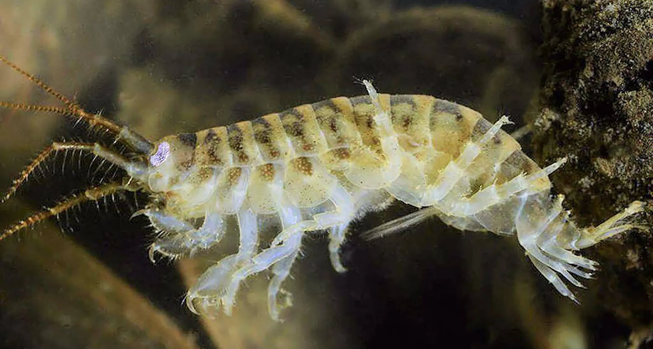 Gli “alieni” nelle acque del Garda: 42 specie che non si erano mai viste prima
