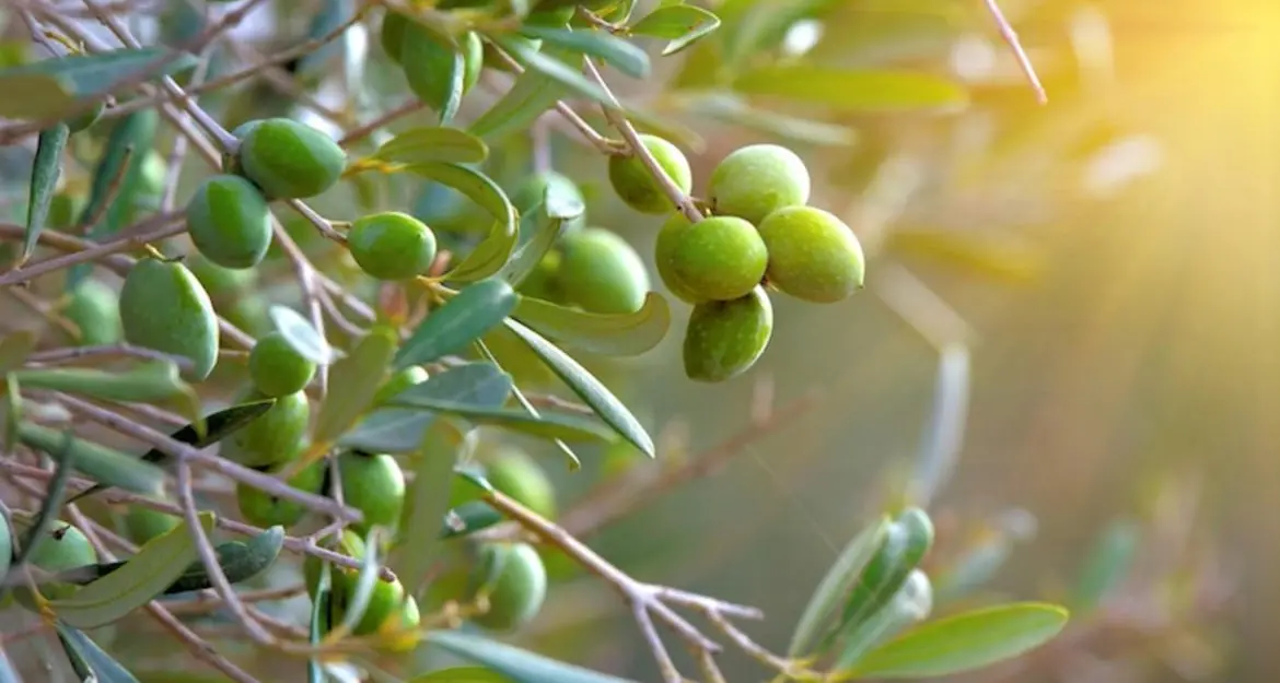 Olive, calo produttivo del 2021: confronto tra le regioni produttive del Nord Est e la Slovenia