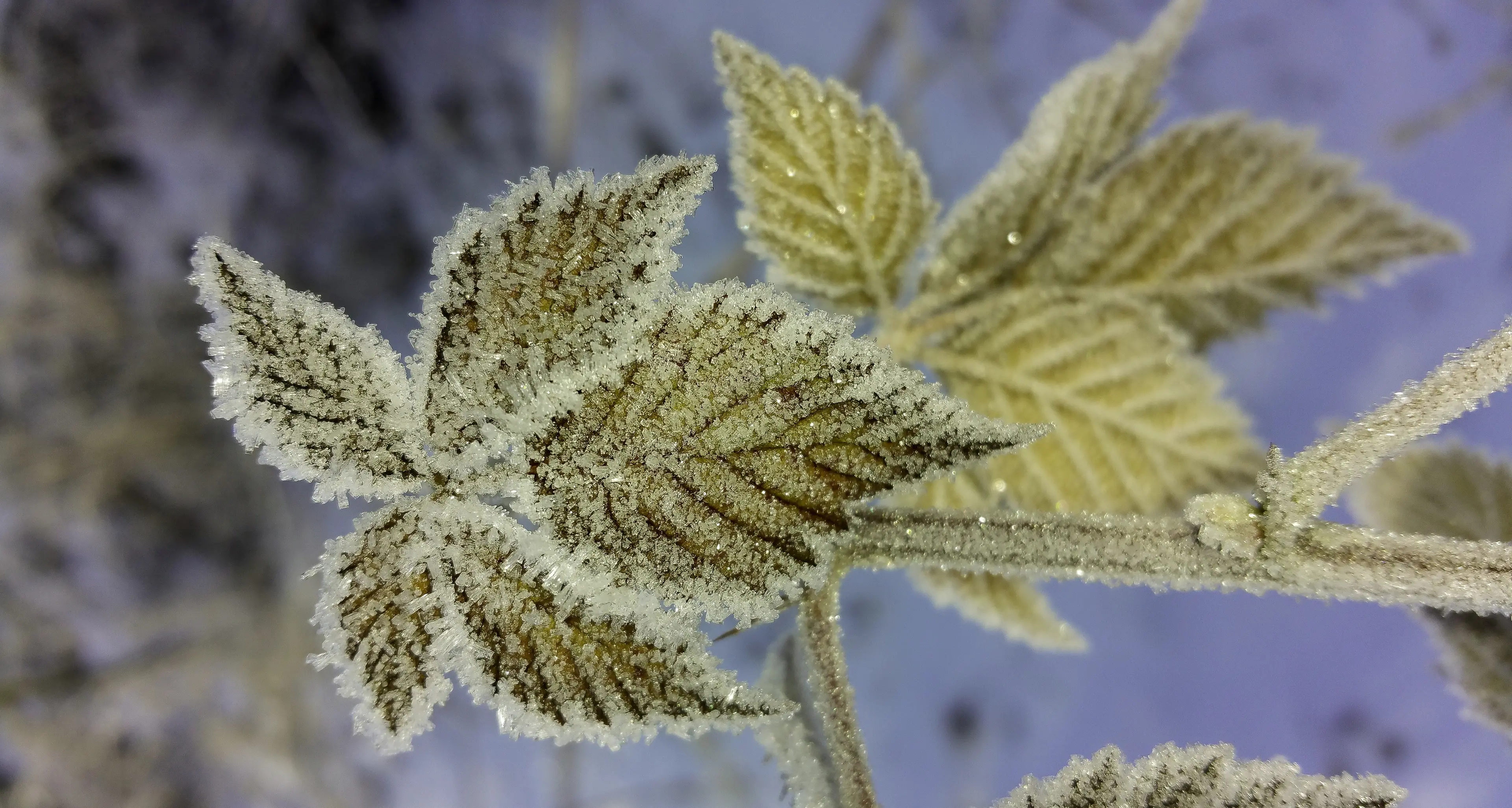 Allerta Meteotrentino: tre notti di freddo, possibili gelate specialmente a quote basse