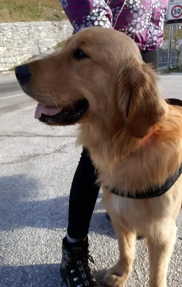 Riotrovato Baby, il cane che si era perso in montagna a Folgaria