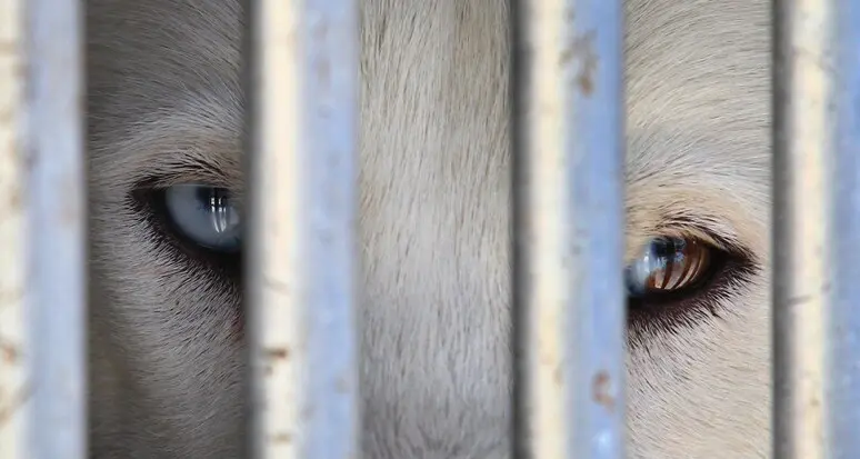 Corpo forestale del Trentino sequestra 37 cani Alaskan Husky in un Comune dell’Alpe Cimbra