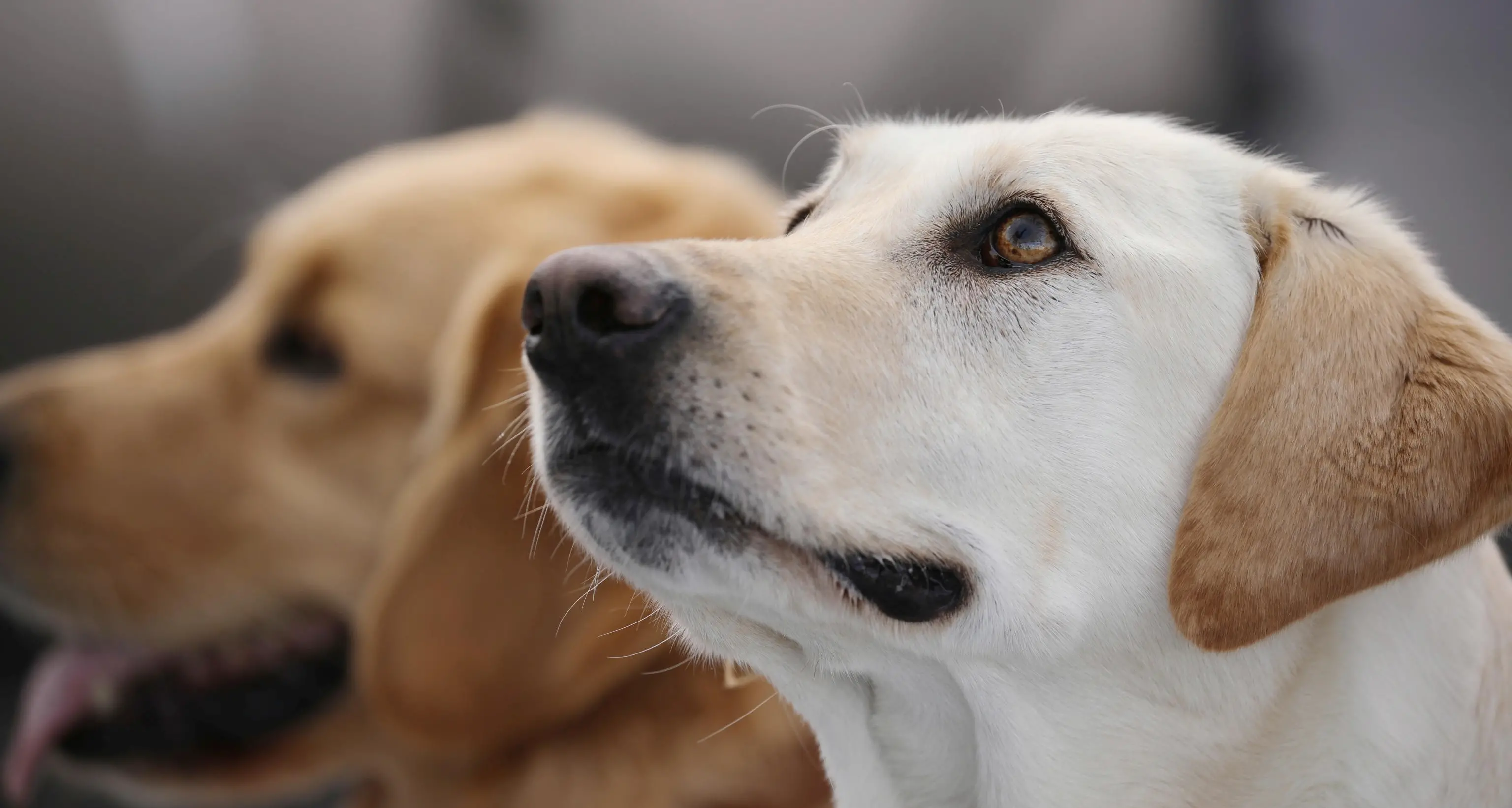 In Trentino oltre 220 mila animali «da compagnia» con microchip: 191 mila cani (uno su due abitanti), poi gatti e persino 68 furetti