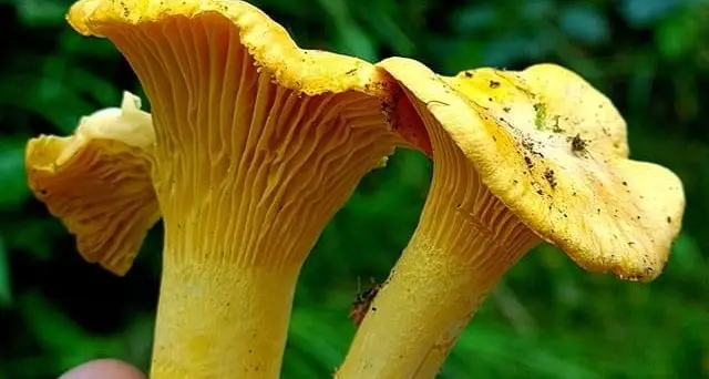 Inizia la stagione dei funghi, ma siamo leggermente in ritardo: «Luglio troppo secco, il via da agosto»