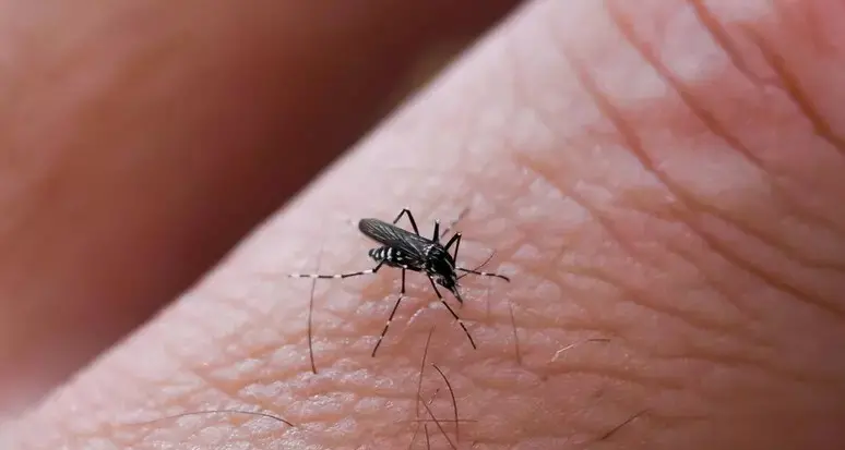 West Nile, i consigli dell’Azienda sanitaria di Trento: usare repellenti e zanzariere