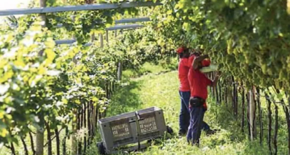 Mele e vendemmia in Trentino, attesi 13mila lavoratori stranieri: la raccolta grazie agli stagionali