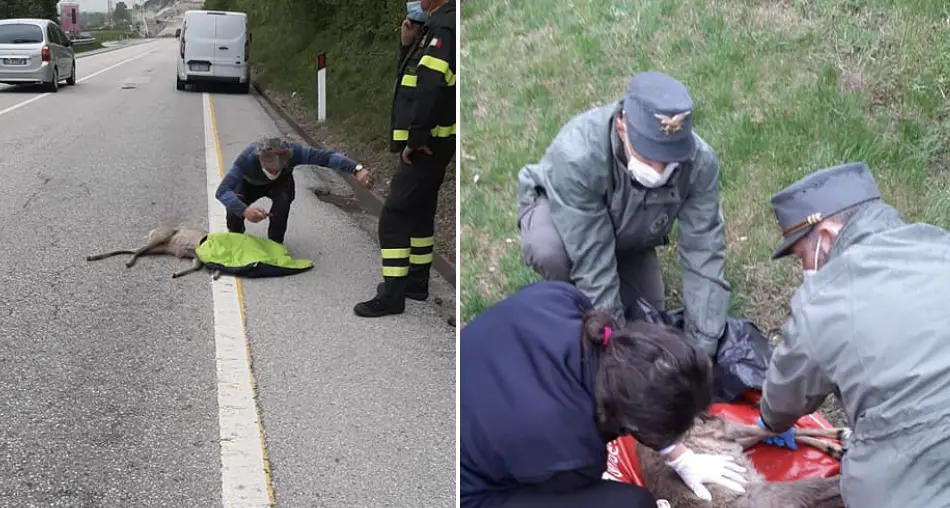Capriola ferita sulla strada tra Besenello e Acquaviva, dopo i primi soccorsi portata al Casteller