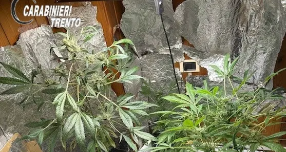 Serra di marijuana in camera da letto: nei guai una 40enne di Spiazzo