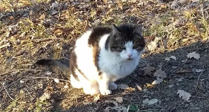 Bologna, gatta di 31 anni sbranata da uno spinone senza guinzaglio: la storia commuove il web