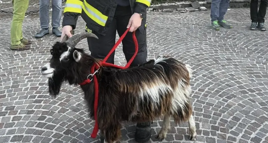 Una capretta finisce sulla rotatoria nel centro di Pergine: intervengono i vigili del fuoco