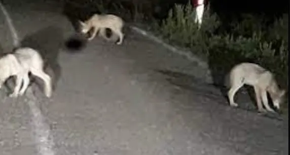 Tre lupi alle porte di Rovereto: l'incontro sulla strada vicino a Noriglio, nei pressi del distributore