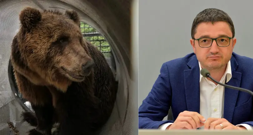 Grandi Carnivori, il presidente Maurizio Fugatti: «Orsi da abbattere, non mi arrendo»