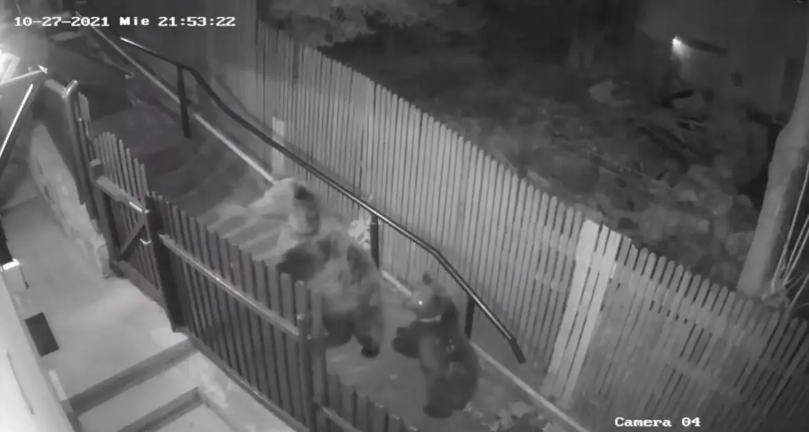 Donna inseguita dagli orsi? Una bufala: il video (attribuito a Storo) si riferisce ai Carpazi