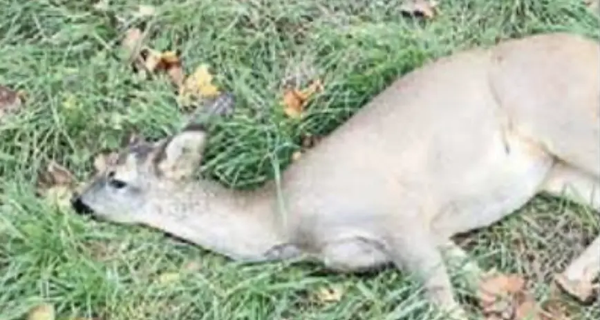 Due caprioli investiti e feriti ad Ala, soppresso anche il cucciolo che non era grave