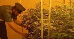 Rovereto: coltivavano la canapa in casa, con serre e lampade, denunciati dai Carabinieri