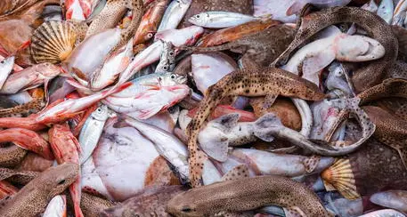 Commercializzano pesce scaduto o non in regola. Sequestri degli uomini della Capitaneria di porto di Venezia in Trentino
