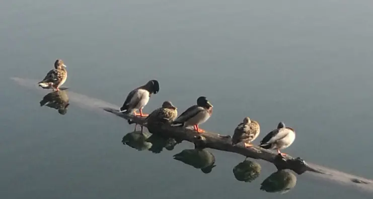 “Primo sole sul lago di Levico”, ecco la bella foto di Graziana