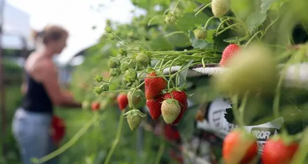 Stagione agricola, aperte le candidature per il lavoro tra luglio e ottobre. Quello che c’è da sapere