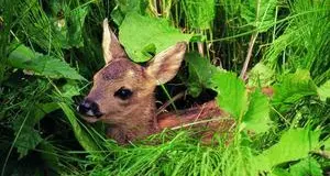 Piccoli di cervo o capriolo, facile incontrarli in questo periodo. Gli esperti: «Non toccateli, una carezza può condannarli»