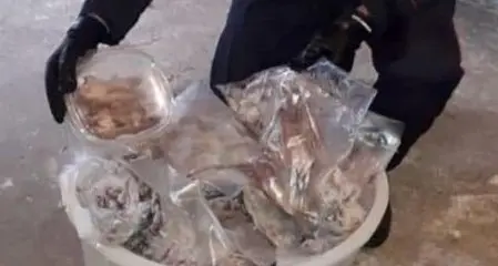 Sequestrati nel Reggino 235 ghiri congelati, piatto preferito dai boss della ‘ndrangheta